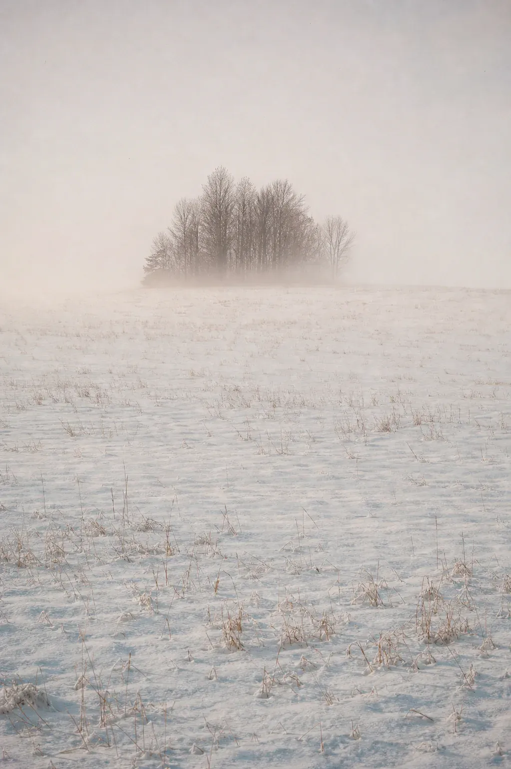 A distant stand of bare trees rises from fog beyond a pale snow-covered field.